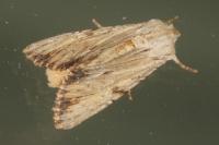 Apamea lithoxylaea