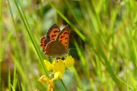 Lycaena phlaeas