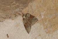 Nycteola siculana