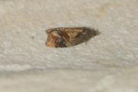 Ditula angustiorana