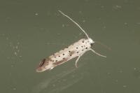 Yponomeuta irrorella