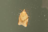 Clepsis consimilana