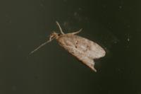 Luquetia lobella