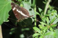 Limenitis camilla