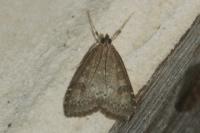 Udea prunalis