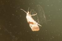 Falseuncaria ruficiliana