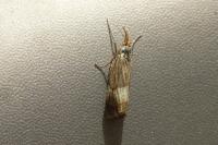 Chrysocrambus linetella