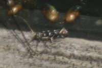 Parectopa ononidis