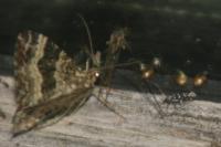 Parectopa ononidis
