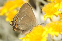 Satyrium ilicis