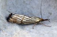 Chrysocrambus linetella