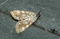 Elophila nymphaeata