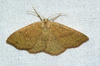 Cyclophora ruficiliaria