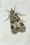Eudonia delunella