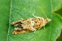 Celypha flavipalpana