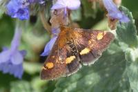 Pyrausta aurata