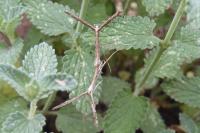 Agdistis heydenii