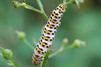 Cucullia scrophulariae