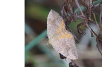 Camptogramma bilineata