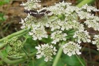Araschnia levana