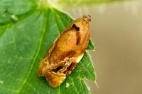 Ditula angustiorana