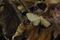 Idaea fuscovenosa