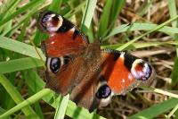 Aglais io
