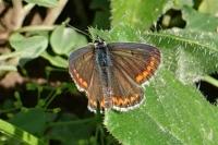 Aricia agestis
