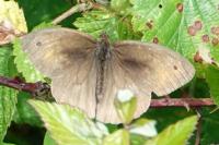Maniola jurtina