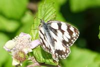 Melanargia galathea