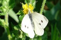 Pieris rapae