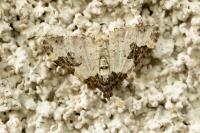 Xanthorhoe fluctuata