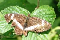 Limenitis camilla
