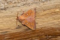 Odonestis pruni