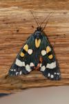 Callimorpha dominula