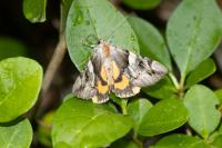 Catocala fulminea