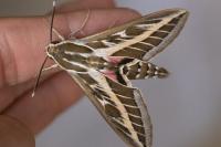 Hyles livornica