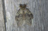 Stauropus fagi