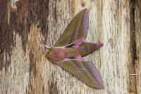 Deilephila elpenor