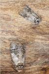 Cossus cossus