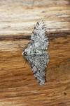 Biston betularia