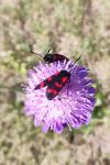 Zygaena