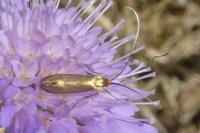 Nemophora metallica