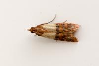 Plodia interpunctella