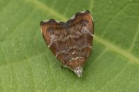 Choreutis nemorana
