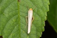 Eilema caniola