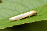 Eilema caniola
