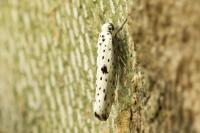 Yponomeuta plumbella