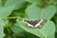 Limenitis camilla