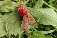 Scoliopteryx libatrix